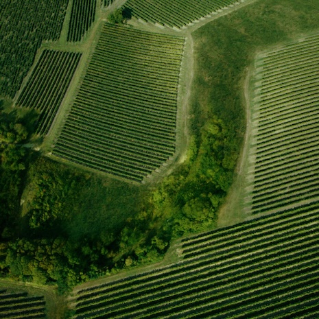 By planting green corridors, Hennessy can ensure that the land on which it grows grapes can regulate water properly, stays cool and has healthy soil. Image credit: Hennessy