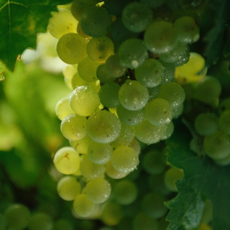 Ugni Blanc grapes need to be harvested sooner as temperatures climb and ripen the fruit more quickly. Image credit: Hennessy